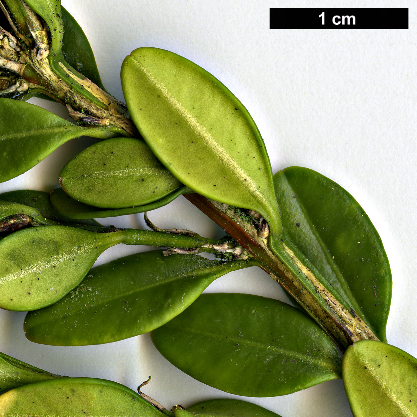 High resolution image: Family: Buxaceae - Genus: Buxus - Taxon: microphylla - SpeciesSub: var. koreana